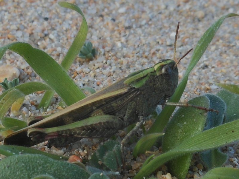 ..dalla Gallura: Aiolopus cfr strepens